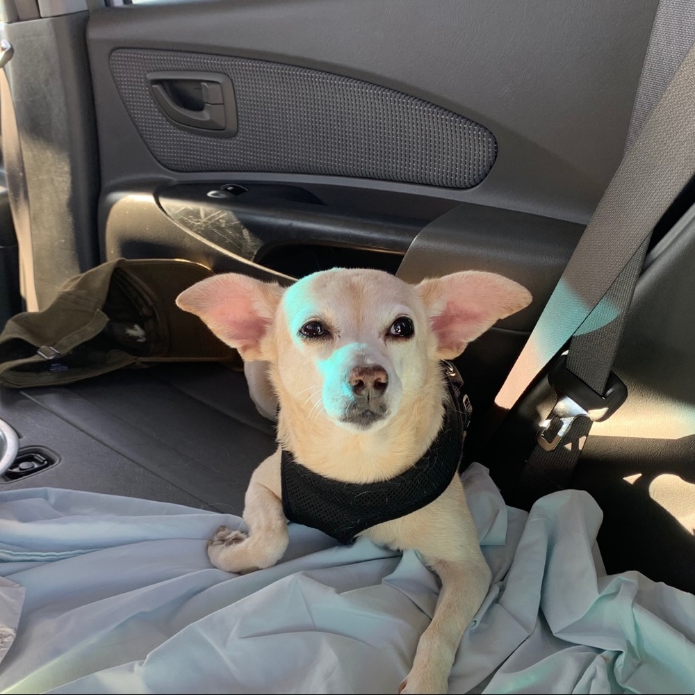 Meet your Posher, Sally